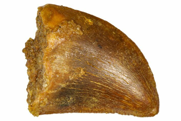 Serrated, Baby Carcharodontosaurus Tooth - Morocco #361037
